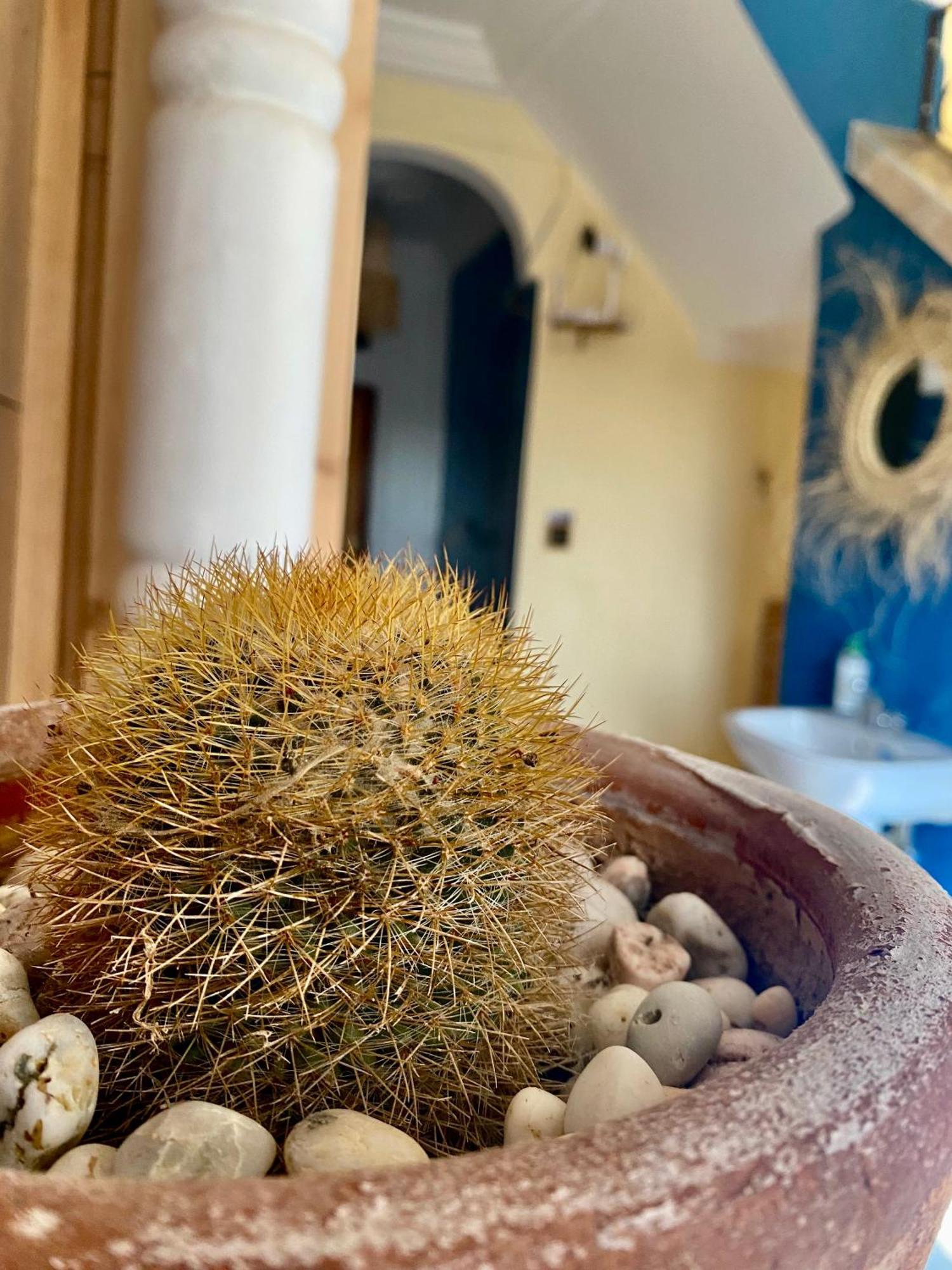 Albergue Mamo Surf Morocco Tamraght Exterior foto